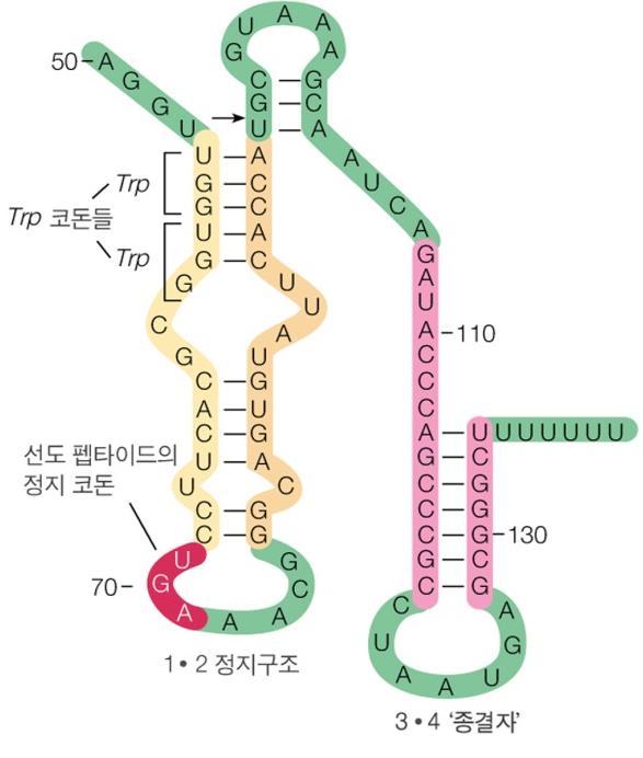 Regulation mechanism of trp operon 2) Attenuation( 전사약화 ) Trp operon 첫번째유전자는선도 peptide 를암호 화하고있는 trpl 서열 중요한 2 개의 tryptophan 잔기가위치 tryptophan