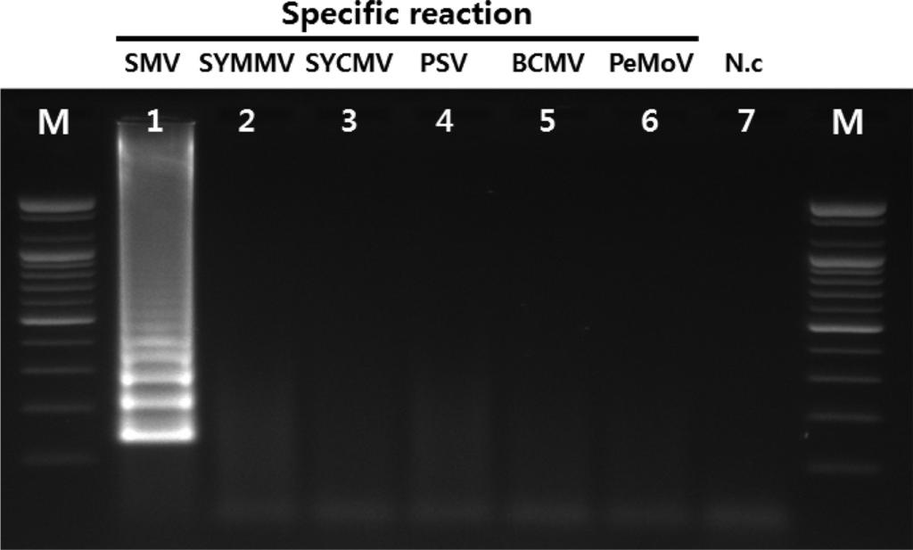 318 Research in Plant Disease Vol. 21 No. 4 Fig. 3. Specific reaction of primers for target virus.