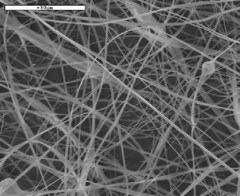 SEM photographs of Cellulose nanofibers