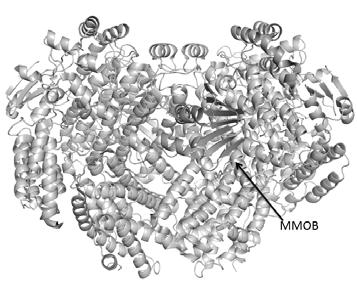 생체시스템에서탄화수소의촉매적산화 Figure 7. MMOH-2MMOB complex의구조분석은결합과반응성을예측할수있는많은정보를제공함 (PDB: 4GAM). 이하의 MMOB는 MMOH의효소활성측정시최대활성을보이지못하였다. 이결과는 1개의 MMOH (α 2β 2γ 2) 효소와두개의 MMOB가결합할수있는가능성에대한간접적인결과를나타낸것이다.