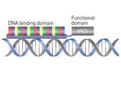 TALENs TALEN 란? 정식명칭은 TAL effector nuclease 라고하며 FokI 이라는절단을유도하는 nuclease 와그리고특정염기서열을인지하는단백질로이루어진다. CRISPR 과는다르게 Reverse 와 Foward, 2 개가쌍으로있어야지만작동이가능하다. TALENs 는 DNA 절단시더높은특이성을보여준다.