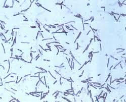 bacteria image Bacillus subtilis