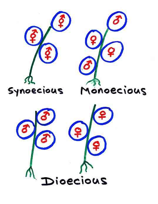 Plant condition (refers to ENTIRE individual plant) Monoecious 단성화를갖는자웅동주 both staminate and carpellate flowers occur on the same plant - Synoecious