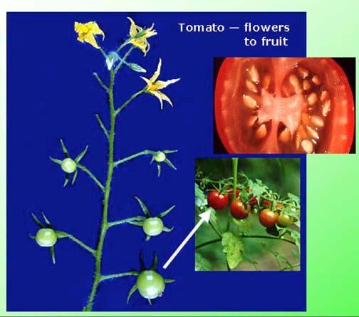 꽃 (Flower): - 피자식물의특징 characteristic of angiosperms. - 특수화된부속지를갖는변형된잎으로생각됨 A flower is a highly modified shoot bearing specialized ppendages that are referred to as modified leaves. 왜식물은꽃을갖는가?