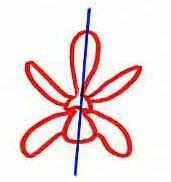 , a 4-merous flower might have four sepals, four petals, eight stamens,