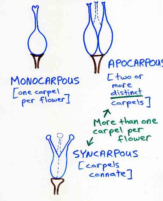 Gynoecium 자예군 One carpel per a flower (monocarpous gynoecium 단심피성자예 ) Carpels more than 1 per
