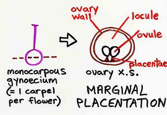 PLACENTATION TYPES: MARGINAL 변연태좌 only found in a monocarpous