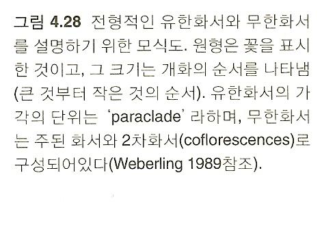 Inflorescence ( 화서 ) -