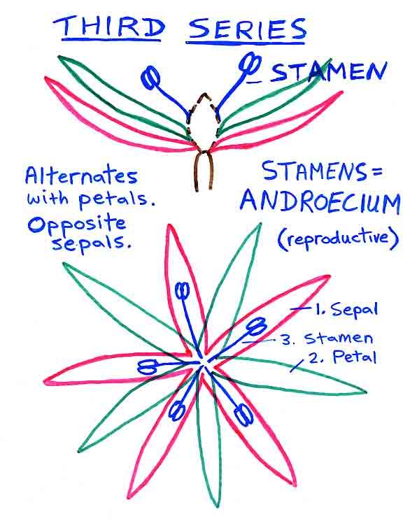 3. Stamen(s) 수술 (androecium 웅예군 ) Third series; the third whorl or spiral; the male reproductive