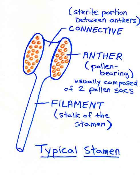 Anther 약 pollen producing portion of a stamen (meiosis occurs within the pollen sacs) Pollen 화분