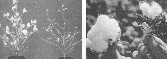 2006-10-09 AgroBiotechnology Education Center 14 2) Transgenic plant Useful genes Clone into A.