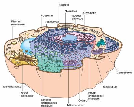 Microbial