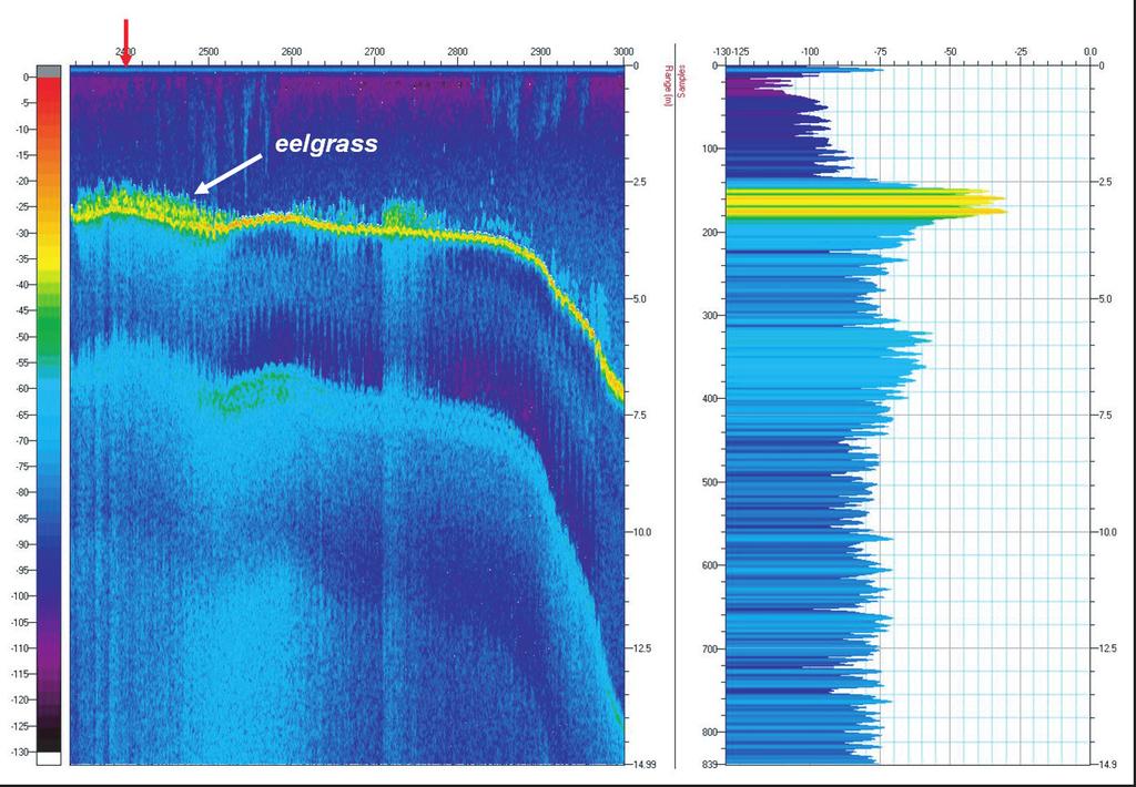 Kim et al.: Echosounder to Estimate Cover and Biomass 85 Fig. 3. Example of echogram obtained from Biosonics echosounder in an eelgrass bed.