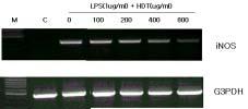 寒多熱少湯의항 Allergy 및항염증효과 의관련성을조사하기위해 RAW 264.7 마우스대식세포주에 LPS와한다열소탕을처리한후 inos mrna 유전자발현과 inos 단백질발현을 RT-PCR 과 Western blotting 으로관찰하였다.