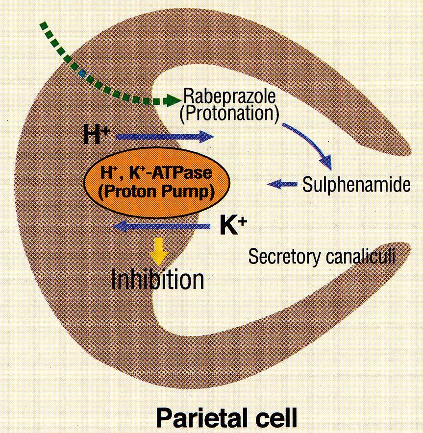 Inhibition of Acid Secretion: PPI Oral administration PPI Absorbed by intestine PPI Blood circulation Stomach (Parietal cells) Protonation in the acidic
