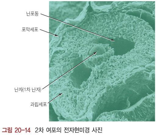 Antrum Thecal cells Ovum (primary oocyte) Granulosa