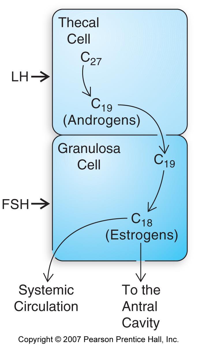 Estrogen biosynthesis requires androgen production in thecal cells and aromatization in granulosa cells.