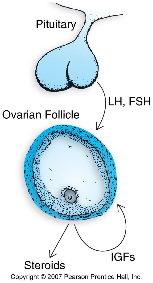 Paracrine-acting growth factors regulate ovarian function.