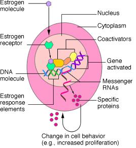 4. Mechanisms of Action of Ovarian Steroid Hormones Estrogen receptors trigger gene activation Estrogen receptor isoforms (ERα, ERβ) mediate genomic actions of estrogen.
