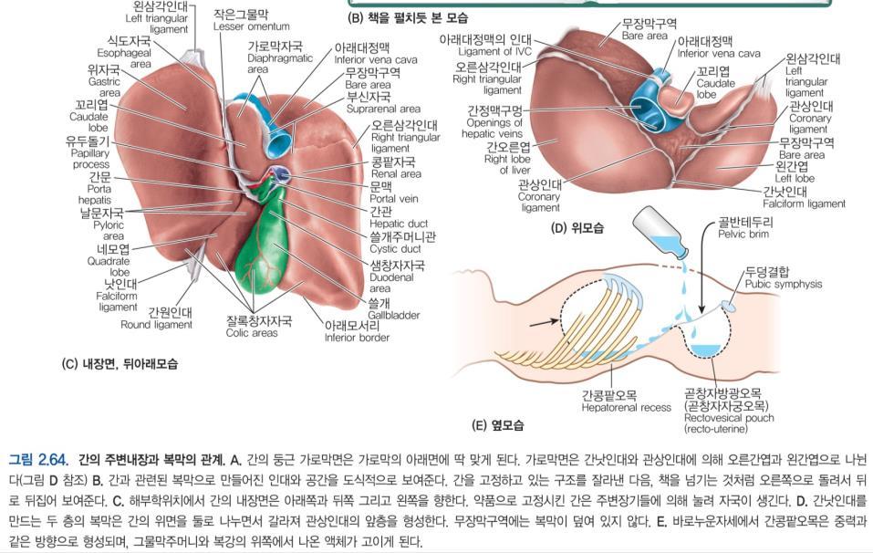 Thoracic diaphragm - The diaphragm is a dome-shaped, musculotendinous partition separating the thoracic and abdominal cavities.