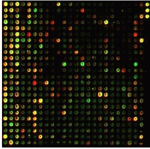 17 제 3 장 마이크로어레이의종류 1.