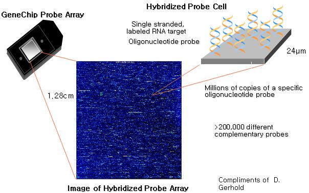 제 3 장마이크로어레이의종류 23 < 그림 3-6> Affymetrix GeneChip. 이두그림은광식각기술을이용하여올리고뉴클레오티드를합성하는과정을보여준다.