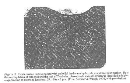쪽이더뚜렷해서 dyad라불리고, surface sarcolemma나 T-tubular membrane 양쪽에서다보인다. 10 Page와 Surdyk-Droske(1999) 는포유류심실근에서 4-8% 의 external sarcolemma가 junctional complex 와연결된반면 T-tubule의 20-50% 가연결됐음을발견했다.
