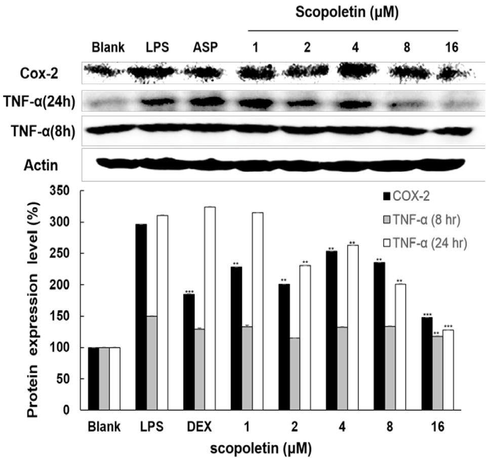 또한 scopoletin은급성염증과만성염증을유발한다고알려진 IL-6 와이와협동적으로작용하는 IL-1β의단백질발현조절효과를조사한결과, scopoletin 처리군에서 IL-6과 IL-1β 둘다 4와 8μM 농도에서단백질발현수준이감소하였다.