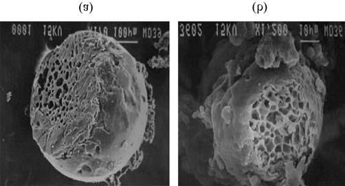 SEM images of porous PS particles produced by injecting CO 2 into constant volume of PS solution. (a) CO 2 injection time : 10 min. (b) CO 2 injection time : 1 min. 1wt.