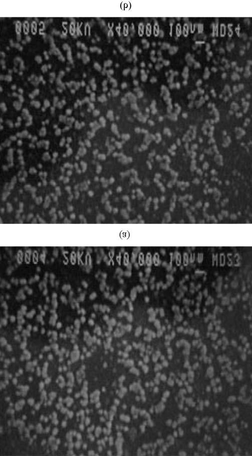 210 이정훈 김선욱 Fig. 11. SEM images of PLGA particles produced by injection of compressed CO 2 into polymer solution. 1wt.