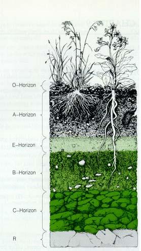 2.3. 토양단면 (soil profile) 1) 토양층준 (soil horizons): 모암의풍화가계속되면서보다성숙한토양이형성되면지표면에평행한층들이형성됨. 2) 토양단면 (soil profile): 토양층준의수직적분포 ( 교재 p. 43 그림 2.