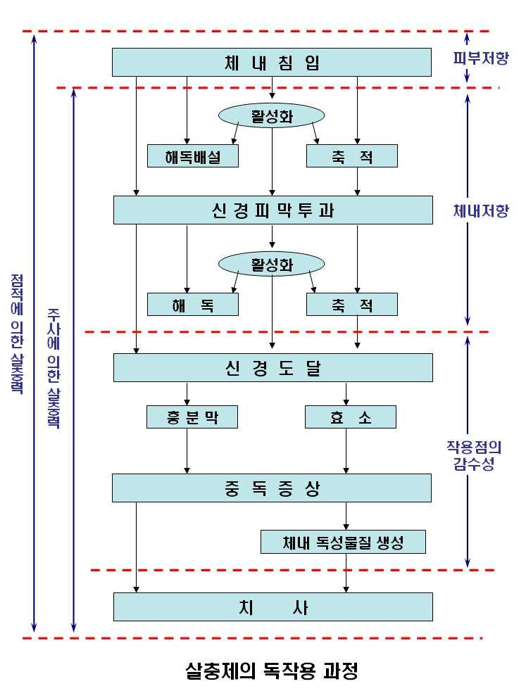 그림 4. 살충제의독작용과정 ( 자료출처 ;