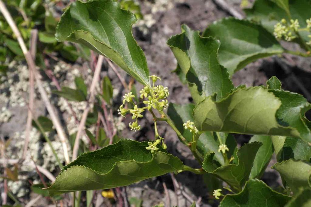 Celastraceae Celastrus