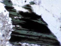 Chlorite (green) replaces biotite (dark brown) at the rim and along cleavages. Tonalite.