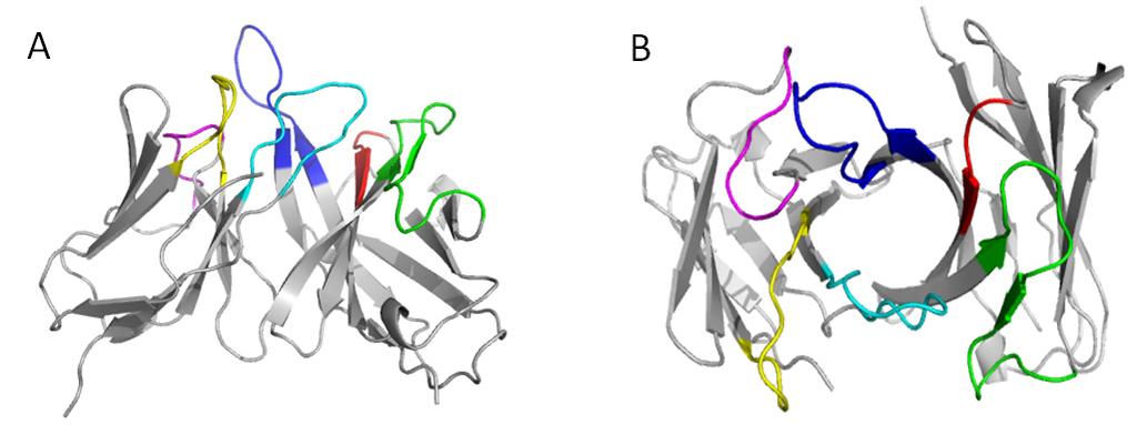 330 Park et al. (A) (B) Fig. 2. 3D modeling of chicken 8C3 Fv. (A) Side view. (B) Top view.