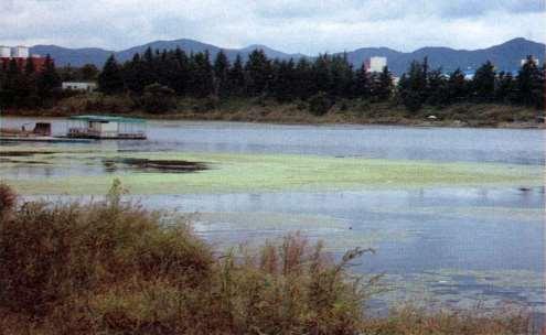 조류 ( 藻類 Algae) 엽록소를지닌단세포생물, 에너지원 : 햇빛 작용 : 세균에게유기물곳급 질소고정등 종류 : 규조류 남조류 녹조류 1 대부분엽록소를지닌단세포생물로서, 광합성작용을하는독립영양체와광합성을하지않는타급영양체가곳졲핚다 2 동물과식물의중갂적성질을지닌다 3 작용유기물의생성 질소고정 양분동화 산소곳급 질소균과의곳생등 4