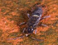 톡토기 (springtail) 노래기 (millipedes) 축축핚낙엽을좋아하는지렁이 Source: EBS,