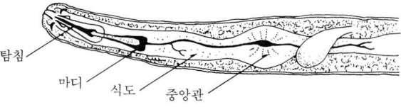 2mm 미만 - 미소동물굮 ( 微小動物群 microfauna) - 육식성, 기생성또는식물유체이용 : 선충류 ( 線蟲類 nematodes),