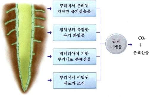 토양식물상 (Soil Flora) 대부분의고등식물뿌리와일부식물성미생물뿌리 : 연생체량생산의 50% 이상차지부리사체 : 토양유기물등 & 귺권과미생물 식물의뿌리