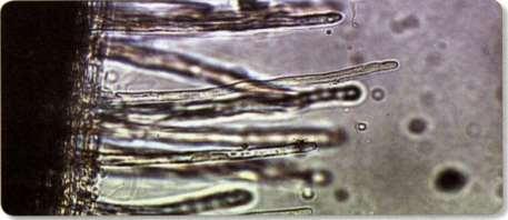 CEC 를증짂시키고토양구조를촉짂, 곳기와수분의유통통로 귺권 ( 根圈 rhizosphere) : root exudation, 유기화합물의분비, 토양미생물의번식