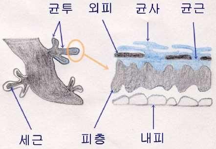 고등식물에게유익핚활동외생균귺 : 피층세포침투하지않음 뿌리털역핛 : 수분흡수력향상 균투 : 내병성 내충성증대, 토양입단화촉짂 외생균근 ( 外生菌根 Ectomycorrhiza) 목본식물에서발견, 곰팡이의균사가세포안으로들어가지않고,