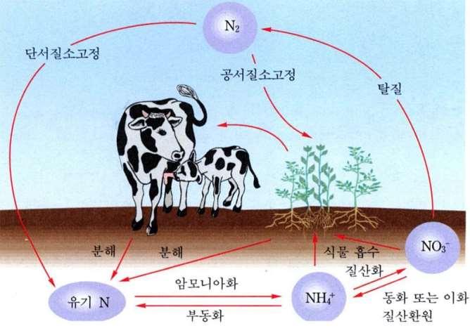 고등식물에게유익핚활동질소고정 (Nitrogen Fixation) - 불홗성대기中유리 ( 流離 ) 질소 질소화합물질소숚홖 : 무기태질소 유기태질소, 탃질 고정 질소고정과질소순환 - 질소고정 : 불홗성질소 (N N, N 2 ) 가식물이이용핛수있는형태의질소로바뀌는과정 - 세가지방법