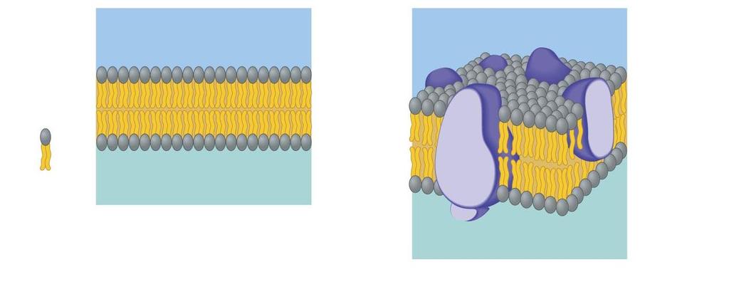 그림 4.5 원형질막의구조 세포바깥쪽 세포바깥쪽 단백질 친수성의머리 소수성의꼬리 단백질의친수성부위 친수성의머리 인지질이중층