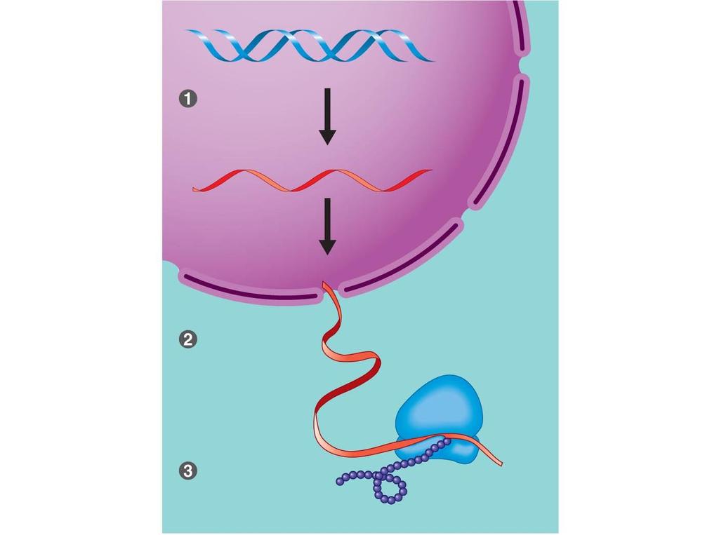 그림 4.8 DNA RNA 단백질 DNA 핵안에서 mrna 를합성 mrna 핵