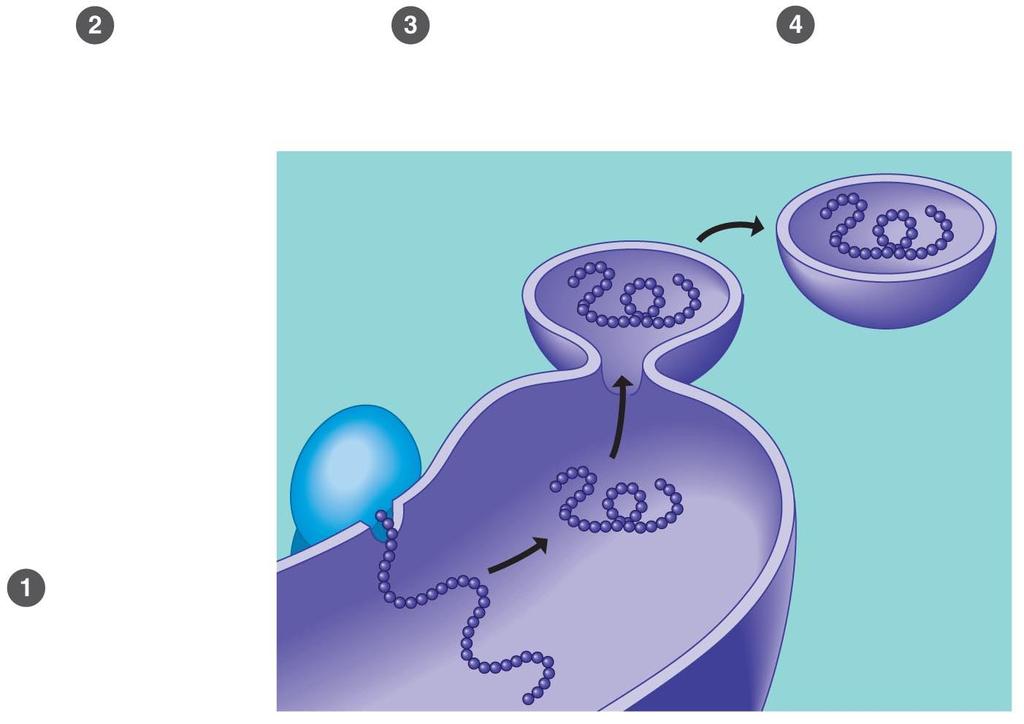 그림 4.10 조면소포체가분비단백질을어떻게제조하고포장하나 단백질은종종소포체에서변형된다 분비단백질이운반소포안으로들어간다