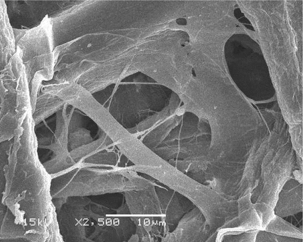 CaCO3 첨가법에 따른 재생 ONP의 특성변화 99 Fig. 1. SEM image f ld newspaper(onp) which, initially disslved in water, was dried fr 12 h at 70 C. Fig. 3.