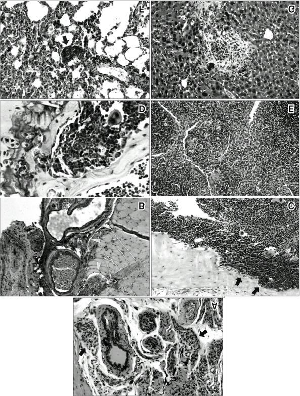 Hong-Woo Rhee, et alpermanent Genotypic and Phenotypic Change of LNCaP through Cellular Interactions 173 Fig. 4.