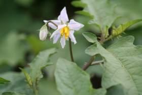 Solanum carolinense L.