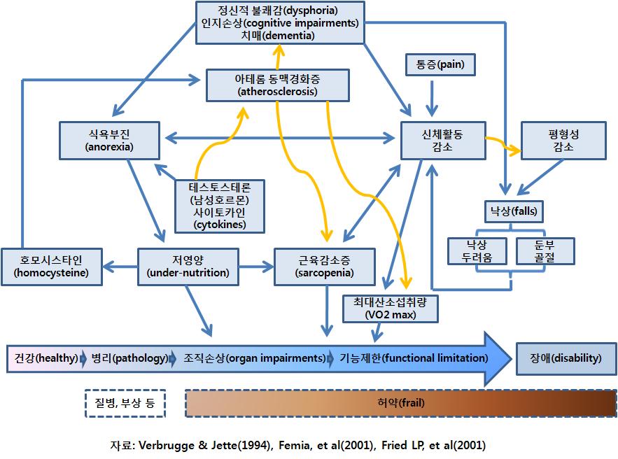 그림 2-4 일상생활기능상장애발생의결정요인 44 노인건강의 현황과 향후 정책방안 : 자립향상을 중심으로 그리고, Feima 등 (2001) 의연구결과에의하면, 기능장애의발생과정에대한경로분석중, 주요경로분석에서장애에영향을끼치는직접적인요인으로상체기능및하체기능의제한과악력,