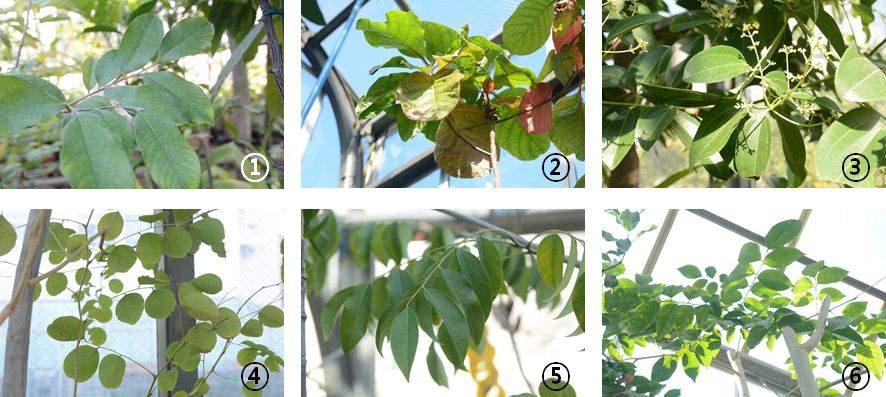 Fig. 2. Some medicinal plants in the greenhouse of Medicinal Plant Garden of Hoshi University 1 Aquilaria sinensis (Lour.) Spreng., 2 Cinchona pubescens Vahl (=Cinchona succirubra Pav.